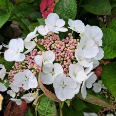 Hortensia Libelle - Hydrangea macrophylla Libelle (Teller White)