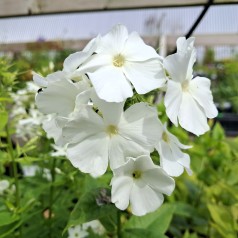 Høstfloks Early White - Phlox paniculata Early White