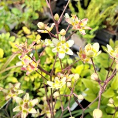 Stjernelilje - Zigadenus elegans