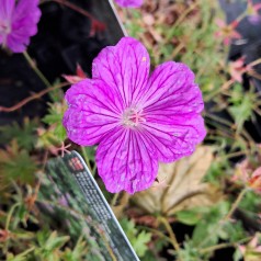 Storkenæb Blushing Turtle - Geranium hybrid Blushing Turtle