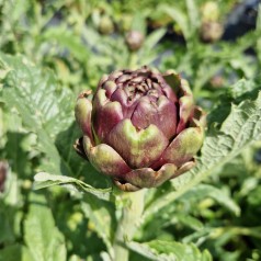 Artiskok - Cynara scolymus Colorado Red Star