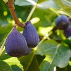 Figen Brown Turkey 25-50...