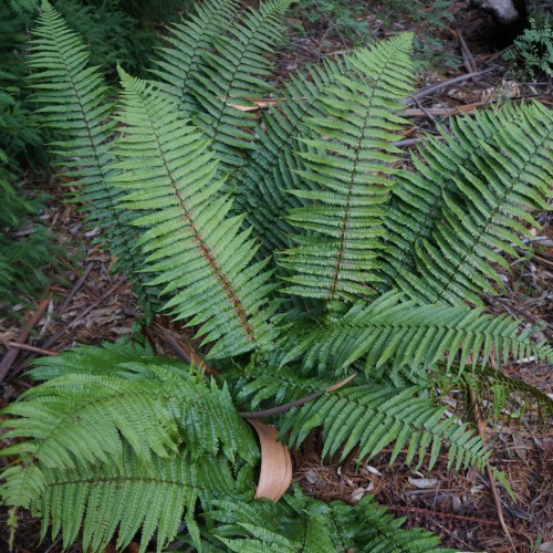 Sortskælbregne - Dryopteris wallichiana