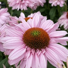 Purpursolhat SunSeekers Blush - Echinacea SunSeekers Blush