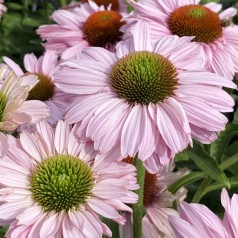 Purpursolhat SunSeekers Blush - Echinacea SunSeekers Blush