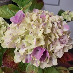 Hortensia Magical Jewel Blå - Hydrangea macrophylla Magical Jewel Blå