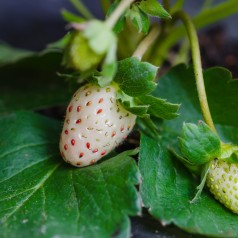 Jordbærplante PineBerry - Hvide jordbær - Fragaria ananas