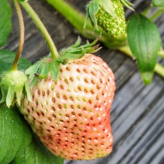 Jordbærplante PineBerry - Hvide jordbær - Fragaria ananas