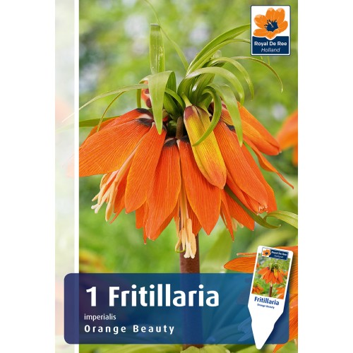 Kejserkrone/Fritillaria - Imperialis Orange Beauty, Master 1 Løg