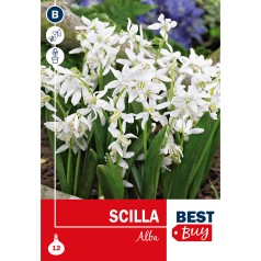 Skilla løg - Scilla Siberica Alba, Best Buy 12 løg