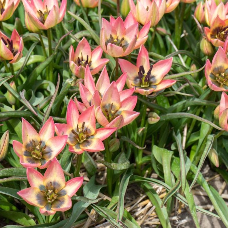 Botanisk Tulipanløg - Danique, Supreme 10 løg