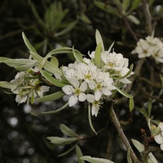 Pilebladet Pære 90 cm. stamme - Pyrus salicifolia Pendula