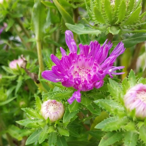 Stokesia Peachie's Pick - Stokesia laevis Peachie's Pick