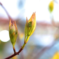 Rødgrenet Kornel 50-80 cm. - Bundt med 10 stk. barrodsplanter - Cornus alba Sibirica