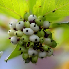 Rødgrenet Kornel 50-80 cm. - Bundt med 10 stk. barrodsplanter - Cornus alba Sibirica