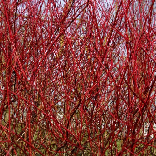 Rødgrenet Kornel 50-80 cm. - Bundt med 10 stk. barrodsplanter - Cornus alba Sibirica