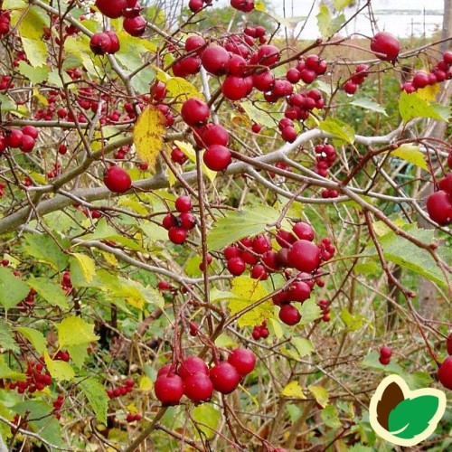 Skarlagentjørn 40-60 cm. - 10 stk. barrodsplanter - Crataegus Intricata _