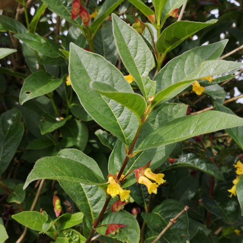 Californisk Gedeblad Lebo 60-100 cm. - Bundt med 10 stk. barrodsplanter - Lonicera ledebourii Lebo