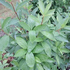Californisk Gedeblad Lebo 60-100 cm. - Bundt med 10 stk. barrodsplanter - Lonicera ledebourii Lebo