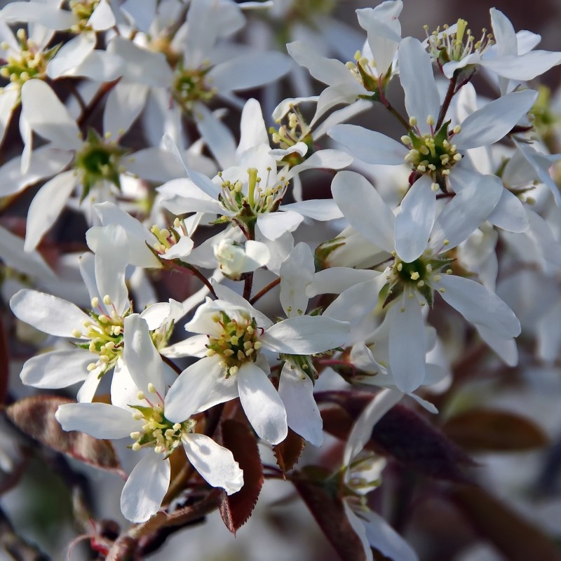 Amelanchier canadensis - Bærmispel