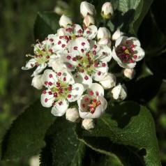 Aronia prunifolia / Blommebladet surbær