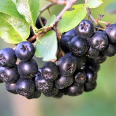 Aronia prunifolia / Blommebladet surbær