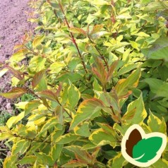 Cornus alba Gouchaultii 50-80 cm. - Bundt med 10 stk. barrodsplanter - Gulbroget Kornel