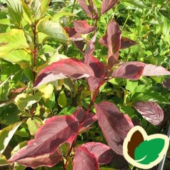 Cornus alba Gouchaultii 50-80 cm. - Bundt med 10 stk. barrodsplanter - Gulbroget Kornel