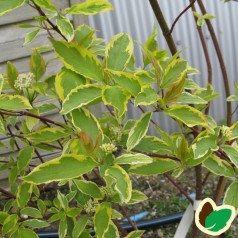 Cornus alba Gouchaultii 50-80 cm. - Bundt med 10 stk. barrodsplanter - Gulbroget Kornel