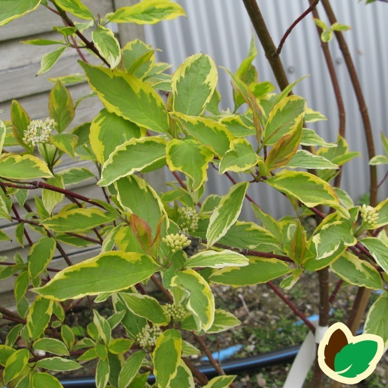 Cornus alba Gouchaultii 50-80 cm. - Bundt med 10 stk. barrodsplanter - Gulbroget Kornel
