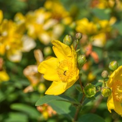 Hypericum Hookerianum Hidcote