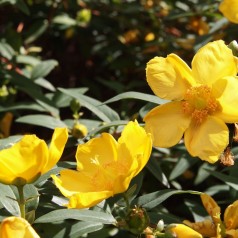 Hypericum Hookerianum Hidcote