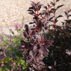 Physocarpus opulifolius Little Devil - Rød Blærespiræa