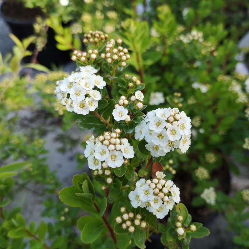 Spiræa Snowmound 50-80 cm. - Bundt med 10 stk. barrodsplanter - Spiraea nipponica Snowmound _