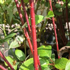 Sortgrenet Kornel Kesselringii 60-100 cm. - Bundt med 25 stk. barrodsplanter - Cornus alba Kesselringii