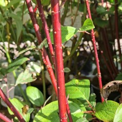 Sortgrenet Kornel Kesselringii 60-90 cm. - Bundt med 10 stk. barrodsplanter - Cornus alba Kesselringii