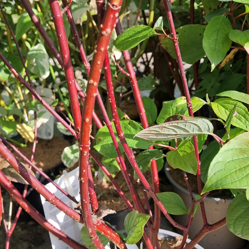 Sortgrenet Kornel Kesselringii 60-90 cm. - Bundt med 10 stk. barrodsplanter - Cornus alba Kesselringii