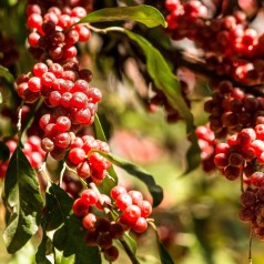 Elaeagnus umbellata - Skærmsølvblad