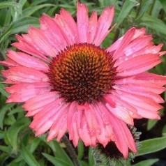 Echinacea purpurea Pink Passion / Solhat