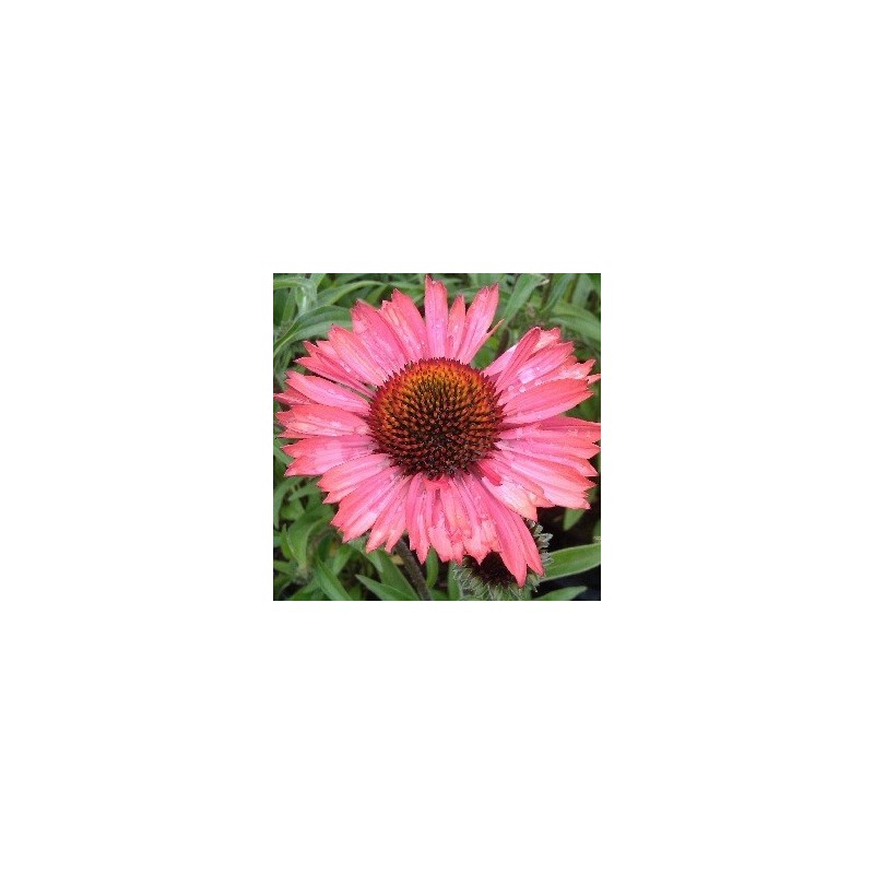 Echinacea purpurea Pink Passion / Solhat