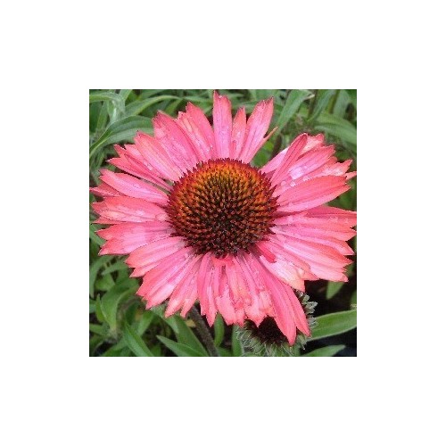 Echinacea purpurea Pink Passion / Solhat