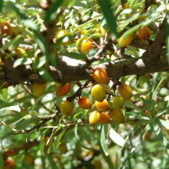 Havtorn 60-90 cm. - Bundt med 10 stk. barrodsplanter - Hippophae rhamnoides