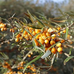 Havtorn 60-90 cm. - Bundt med 10 stk. barrodsplanter - Hippophae rhamnoides