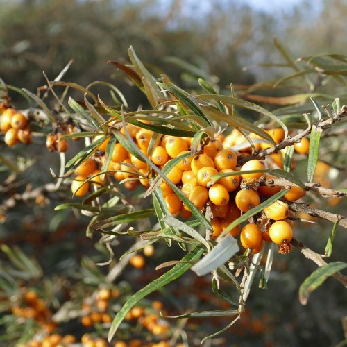 Havtorn 60-90 cm. - Bundt med 10 stk. barrodsplanter - Hippophae rhamnoides