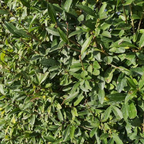 Almindelig Liguster 40-60 cm. - Bundt med 25 stk. barrodsplanter - Ligustrum vulgare