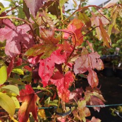 Ambratræ 100-125 cm. - Bundt med 10 stk. barrodsplanter - Liquidambar styraciflua