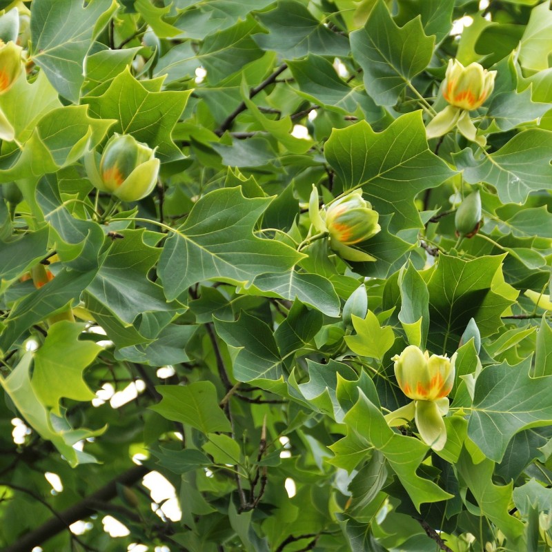 Liriodendron tulipifera - Alm. Tulipantræ