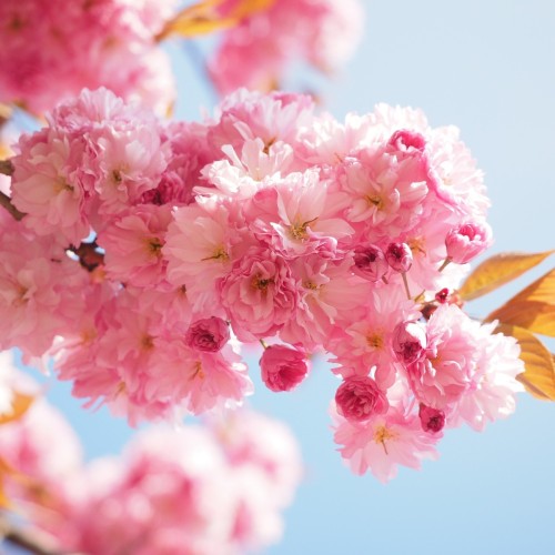 Prunus serrulata Kanzan - Japansk Kirsebær