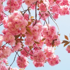 Prunus serrulata Kanzan - Japansk Kirsebær