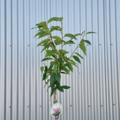 Japansk Kirsebær Kanzan 80 cm. stamme - Prunus serrulata Kanzan